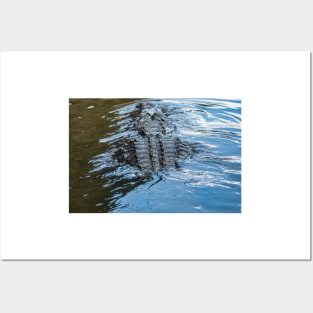 Alligator Spine Posters and Art